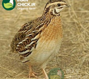 مزایای پرورش بلدرچین