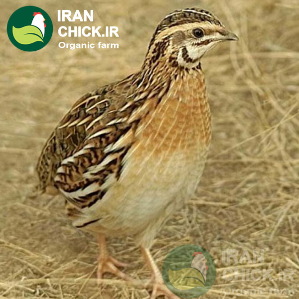 مزایای پرورش بلدرچین