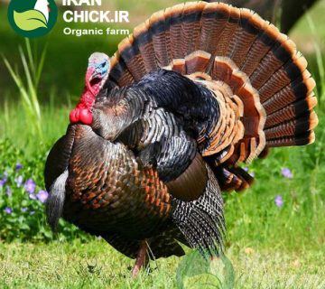 سود پرورش بوقلمون در سال 1402