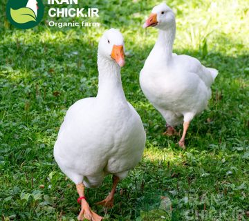 مزایای پرورش غاز