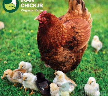 مزایای پرورش مرغ بومی
