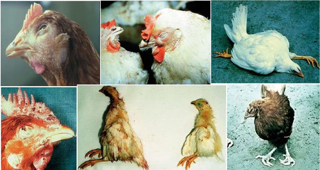 شش بیماری رایج در پرندگان، نشانه و درمان آنها