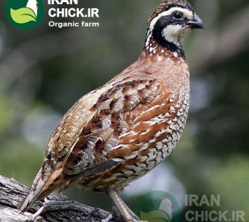 آشنایی کامل با پرورش بلدرچین