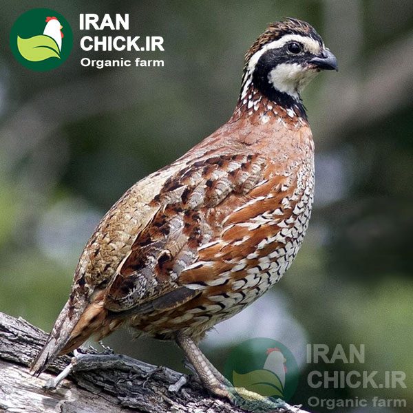 آشنایی کامل با پرورش بلدرچین