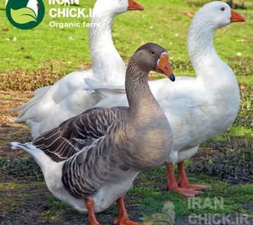 ایرانچیک-اهمیت پرورش غاز و اردک