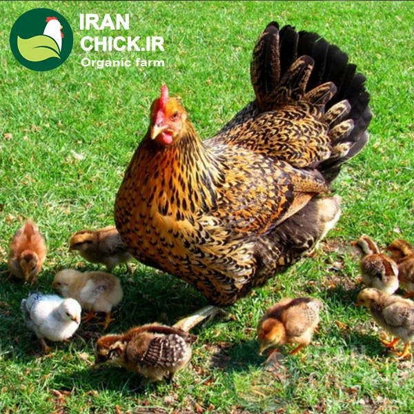 ایرانچیک-مرغ و جوجه ایرانچیک مرجع مشاوره و فروش دستگاه جوجه کشی