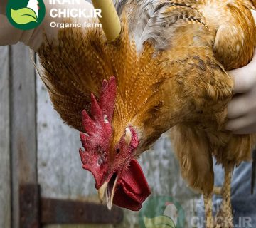 پیشگیری از بیماری‌ پرندگان