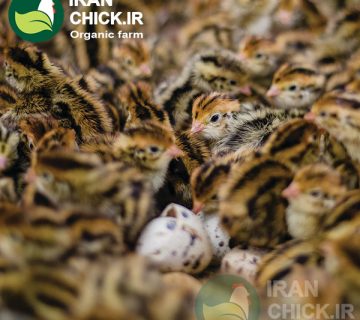 پرورش جوجه بلدرچین یک روزه در خانه