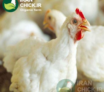 درمان مشکلات تنفسی در پرورش مرغ و جوجه و دیگر پرندگان