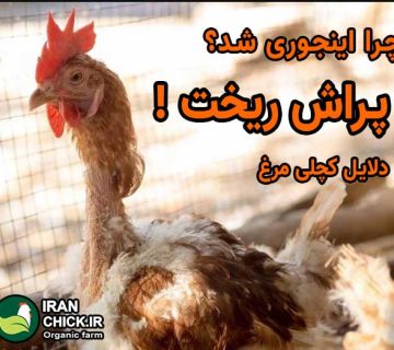 ریزش پر و داروی درمان ریزش پ مرغ درمان کچلی مرغ خانگی