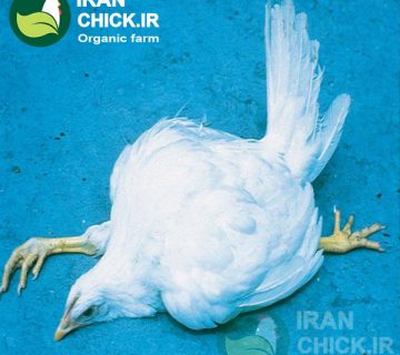 بیماری مارک