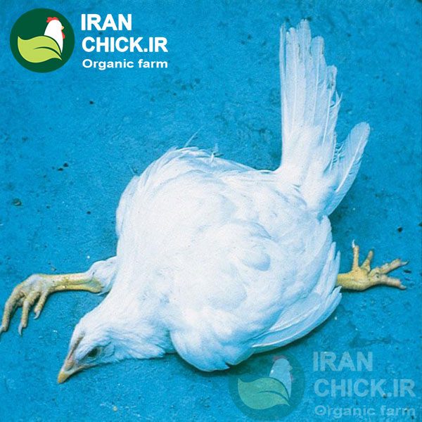 بیماری مارک