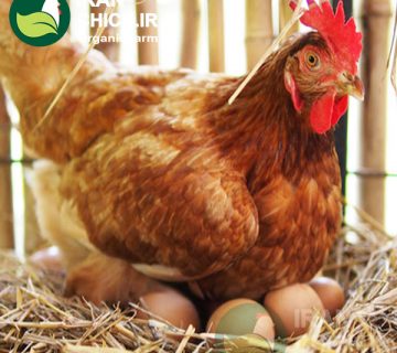 مرغ تخمگذار