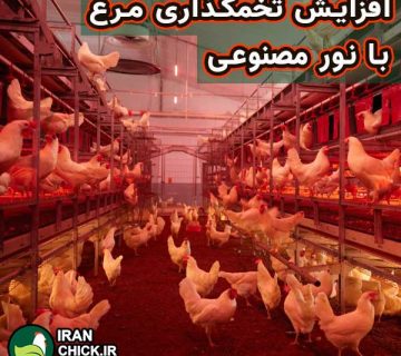 افزایش تخمگذاری مرغ با نور مصنوعی و تاثیر کاهش نور روز بر مرغ های تخمگذار و چگونه با نوردهی مناسب تولید تخم مرغ را در مرغ های تخمگذار افزایش دهیم