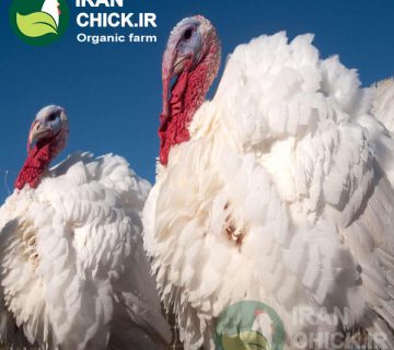 بهترین فصل برای پرورش بوقلمون