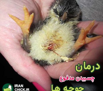 بیماری پستینگ درمان چسبیدن مدفوع در جوجه ها و راهای پیشگیری