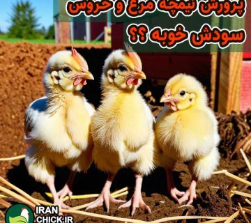 پرورش نیمچه مرغ راهنمای کامل از صفر تا صد