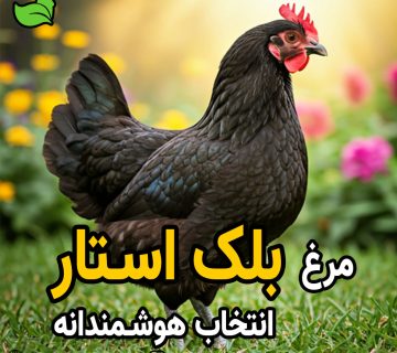 پرورش مرغ بلک استار؛ سودآورترین انتخاب