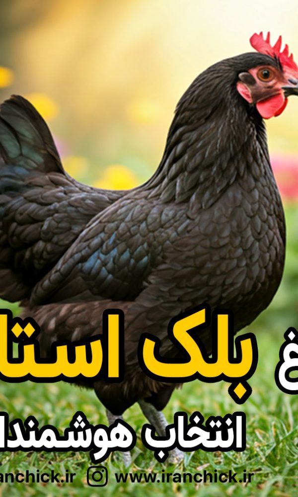 پرورش مرغ بلک استار؛ سودآورترین انتخاب