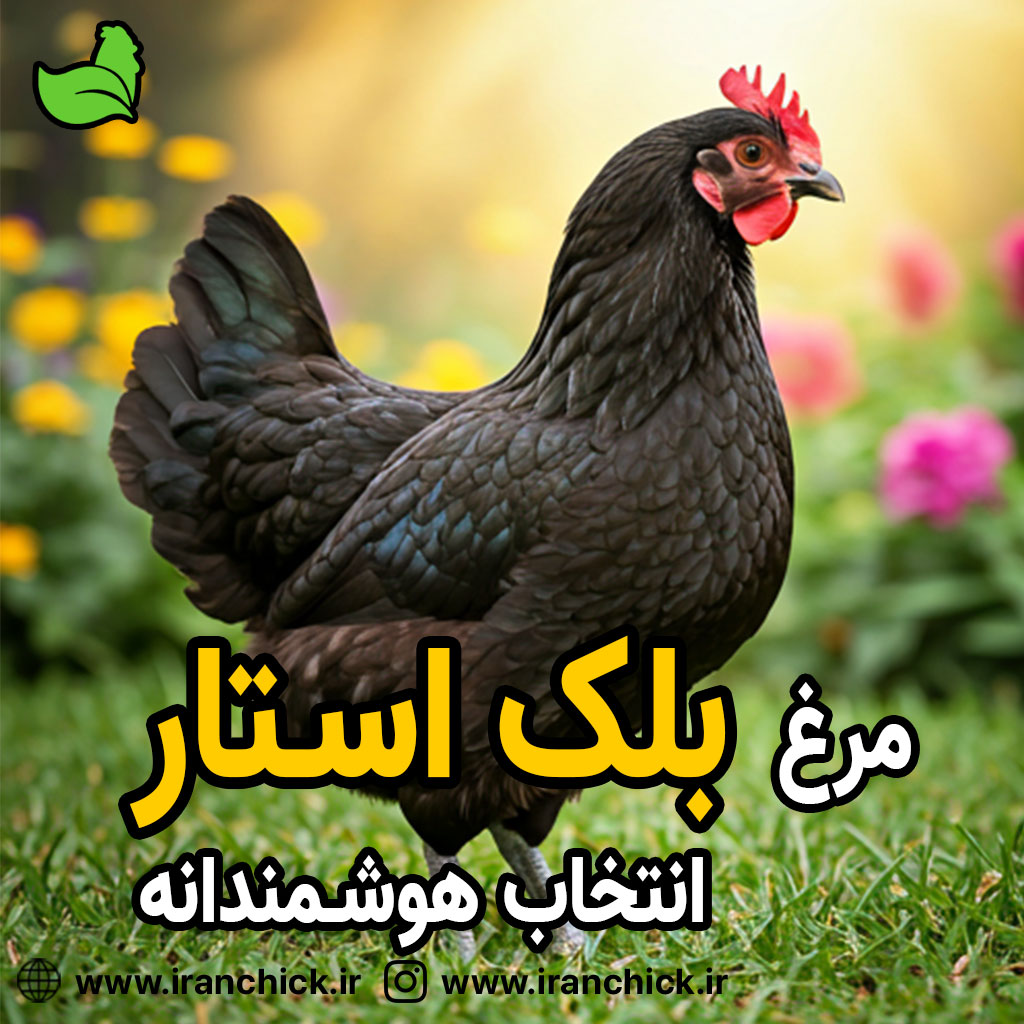 مرغ بلک استار نژادی مقام و تخمگذار پرورش مرغ بلک استار؛ سودآورترین انتخاب